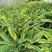 花叶良姜地苗出售花叶良姜杯苗供应花叶良姜工程苗