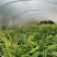 花叶良姜地苗出售花叶良姜杯苗供应花叶良姜工程苗
