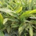 花叶良姜地苗出售花叶良姜杯苗供应花叶良姜工程苗