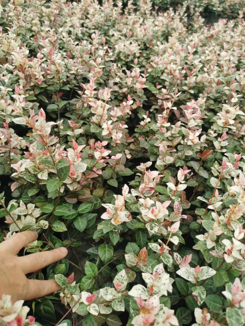 花叶络石小杯供应花叶络石大杯批发花叶络石基地