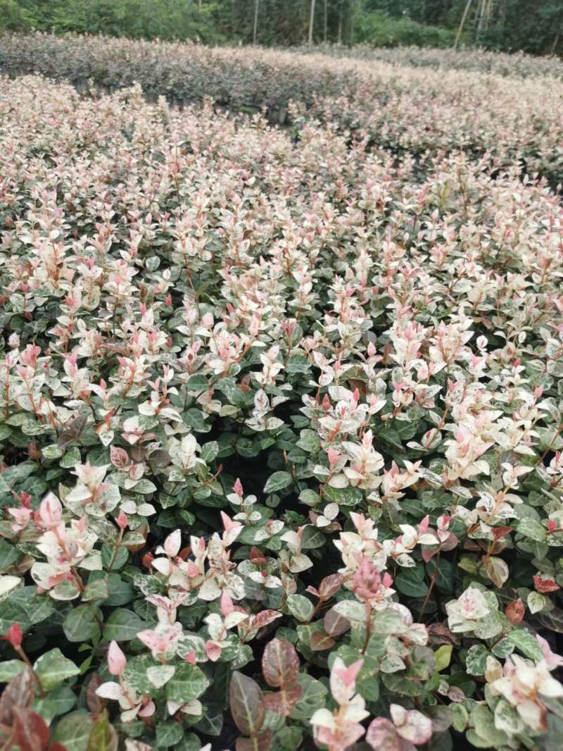 花叶络石小杯供应花叶络石大杯批发花叶络石基地