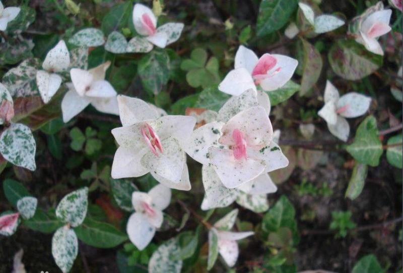 花叶络石小杯供应花叶络石大杯批发花叶络石基地