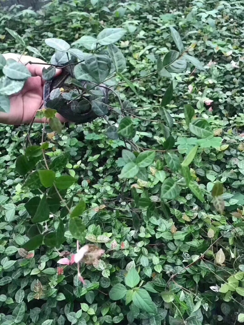 花叶络石小杯供应花叶络石大杯批发花叶络石基地