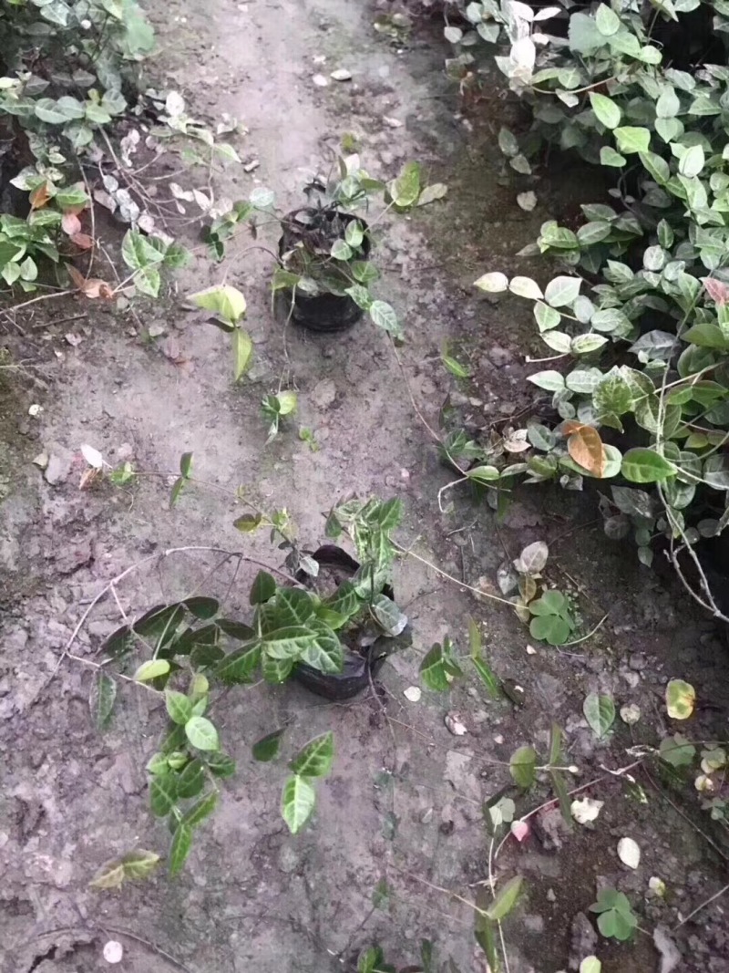 花叶络石小杯供应花叶络石大杯批发花叶络石基地