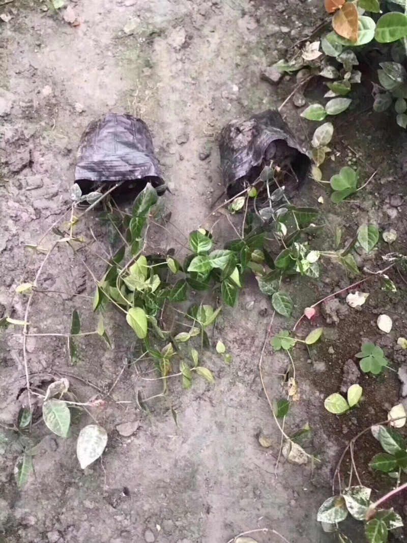 花叶络石小杯供应花叶络石大杯批发花叶络石基地