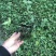 花叶络石小杯供应花叶络石大杯批发花叶络石基地