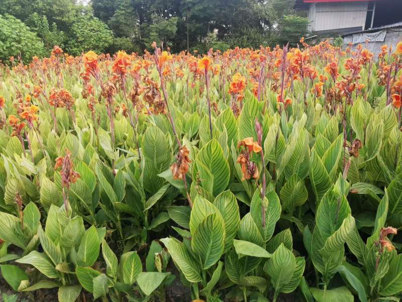 美人蕉地苗批发花叶美人蕉大花美人蕉紫叶美人蕉
