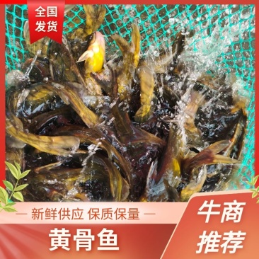 黄骨鱼黄颡鱼鲜活货源品质保障价格美丽欢迎下单