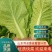 【推荐】曹县精品快菜奶白菜杭白菜批发商超电商视频看货