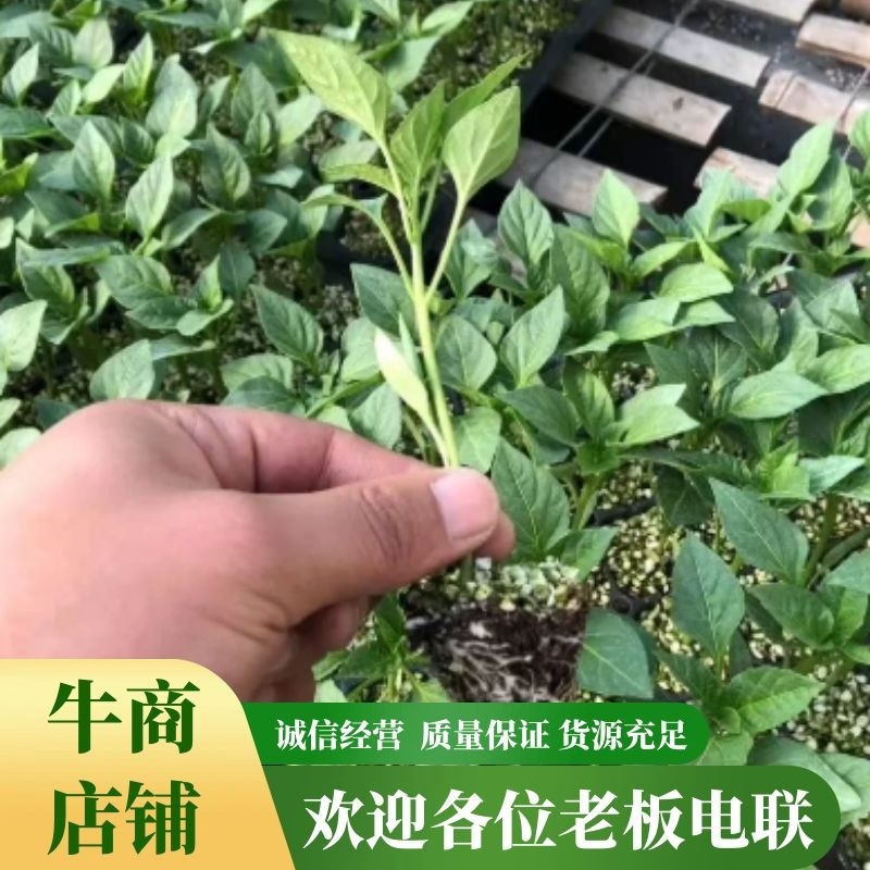 二荆条辣椒苗黑线椒苗黄线椒苗耐低温抗病性强
