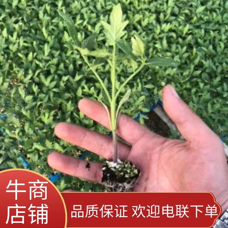螺丝椒苗辣椒苗螺旋度好早春秋延越冬种植欢迎咨询
