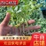 红果番茄苗西红柿苗秋延越冬定植抗死棵硬度好