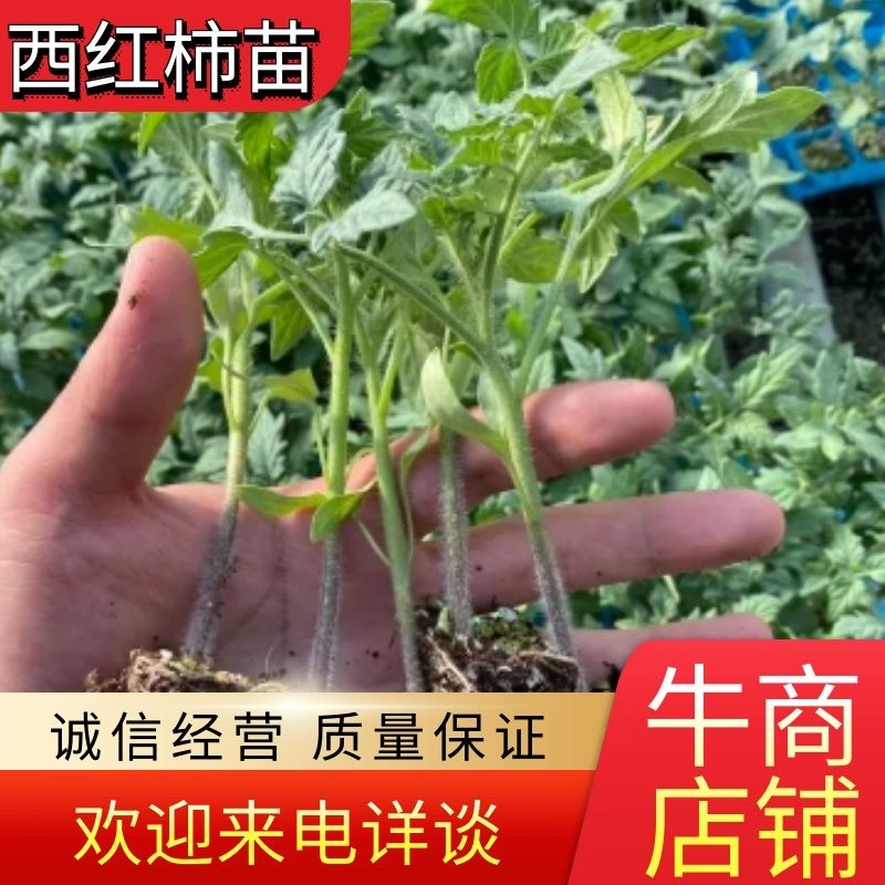 红果番茄苗西红柿苗秋延越冬定植抗死棵硬度好