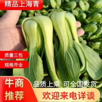 【曹县】精品油菜上海青快菜品质保证可视频看货