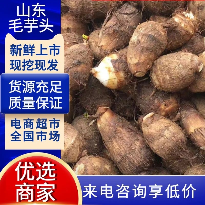 精品芋头种高产芋头种子毛芋头种子8520芋头包技术