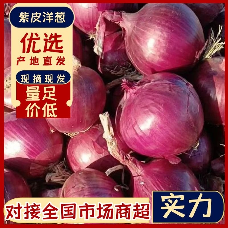 精品好品质洋葱紫皮红皮洋葱山东发货量足价低