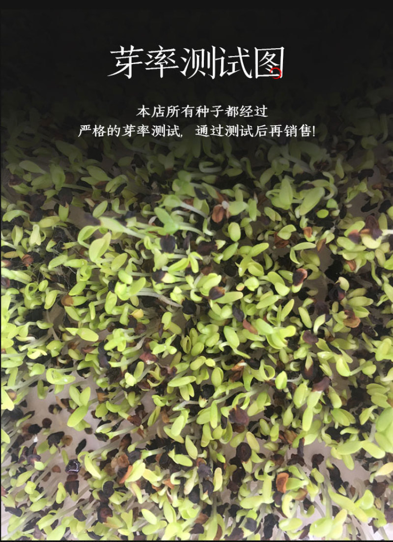 苦地丁种子野生药材紫花地丁种子