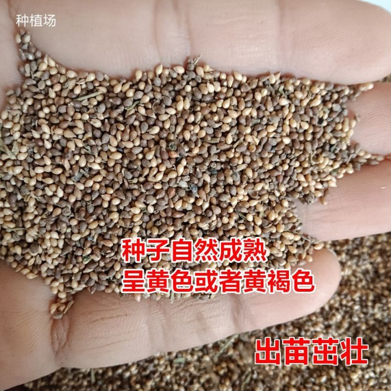 苦地丁种子野生药材紫花地丁种子