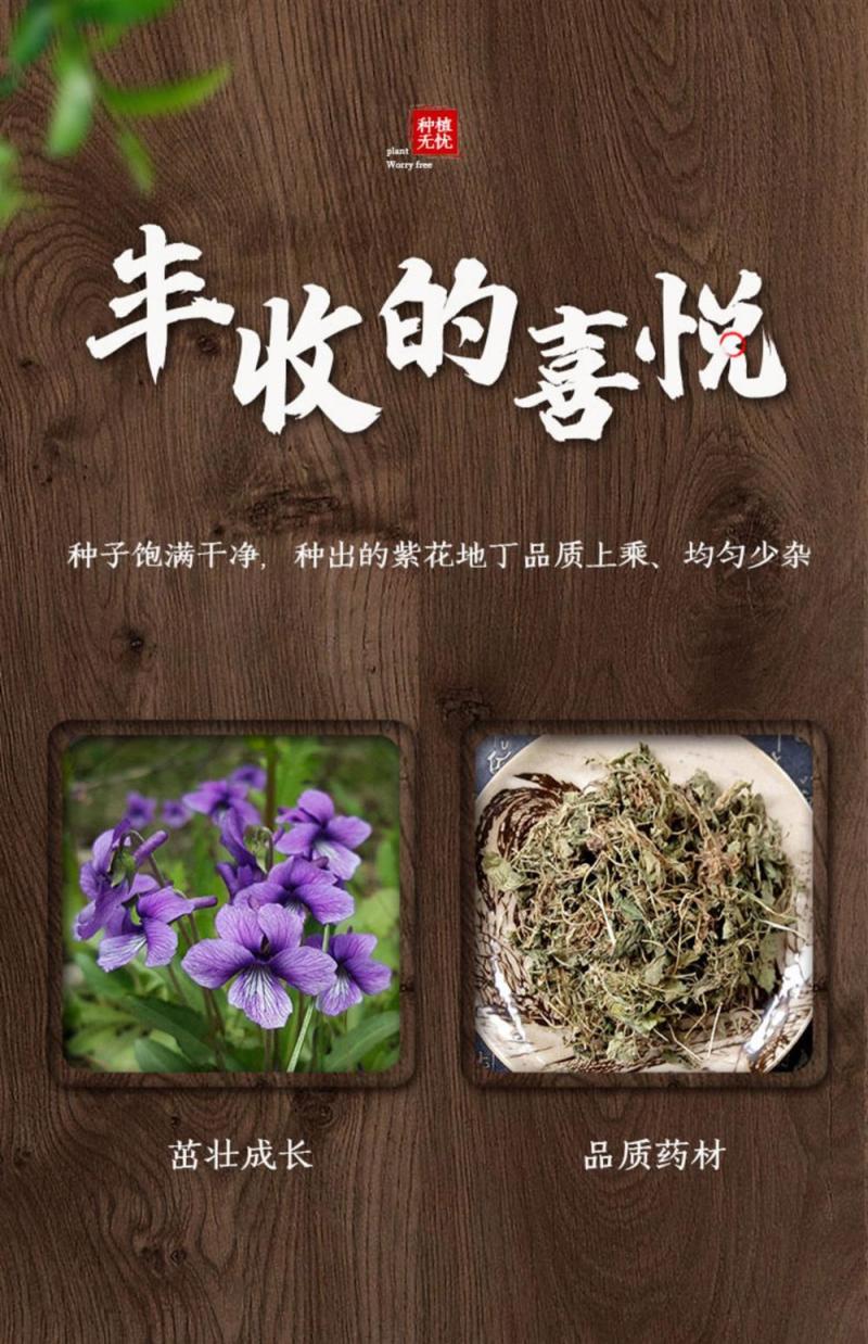苦地丁种子野生药材紫花地丁种子