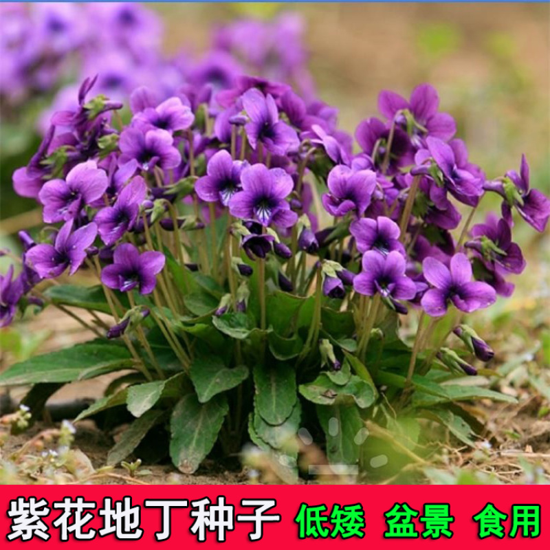 苦地丁种子野生药材紫花地丁种子