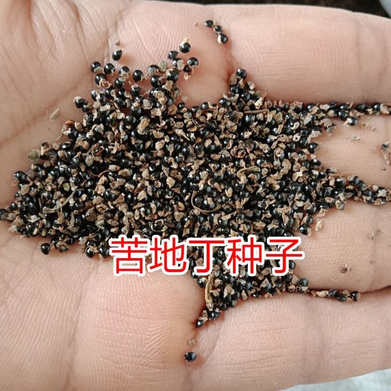 苦地丁种子野生药材紫花地丁种子