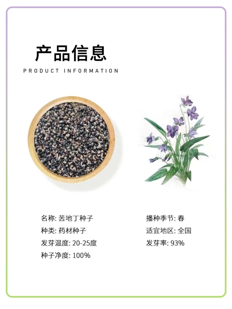 苦地丁种子野生药材紫花地丁种子