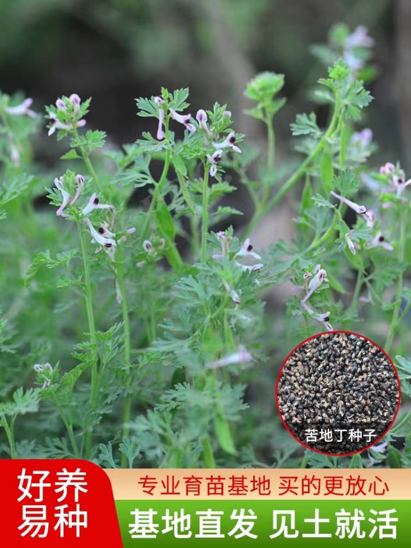 苦地丁种子野生药材紫花地丁种子