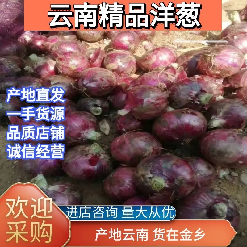 紫红洋葱洋葱各种规格供应，提供各种包装，代发全国各地