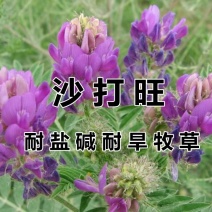沙打旺种子优质牧草种子豆科优质麻豆秧沙地牧草种子