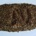 沙打旺种子优质牧草种子豆科优质麻豆秧沙地牧草种子