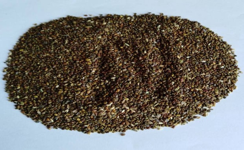 沙打旺种子优质牧草种子豆科优质麻豆秧沙地牧草种子