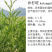 沙打旺种子优质牧草种子豆科优质麻豆秧沙地牧草种子