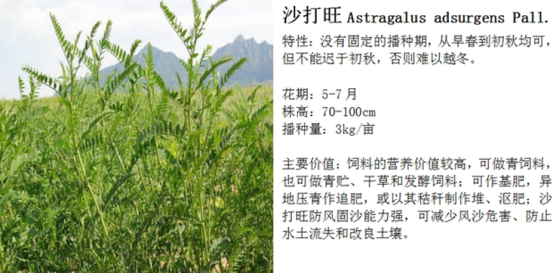 沙打旺种子优质牧草种子豆科优质麻豆秧沙地牧草种子