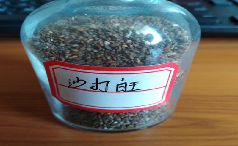 沙打旺种子优质牧草种子豆科优质麻豆秧沙地牧草种子