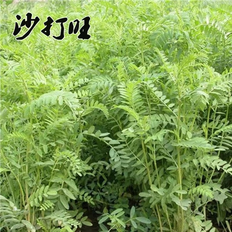 沙打旺种子优质牧草种子豆科优质麻豆秧沙地牧草种子
