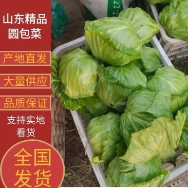甘蓝山东圆包菜大量供应品质保证可视频看货