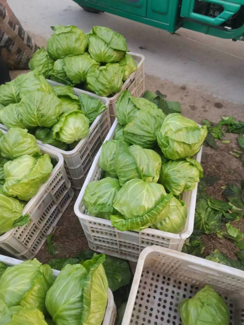 【甘蓝】圆包菜低价供应全国各大市场电商商超