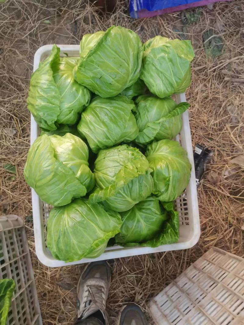 【甘蓝】圆包菜低价供应全国各大市场电商商超