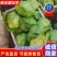 【甘蓝】圆包菜低价供应全国各大市场电商商超