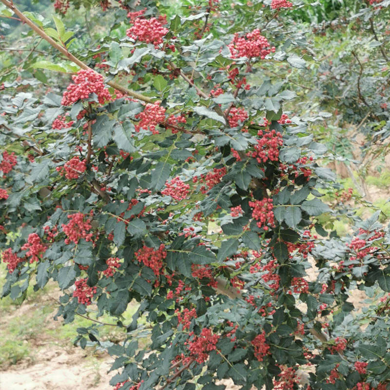 花椒种子山椒红椒麻椒大红袍花椒种子川花椒树刺篱笆