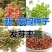 花椒种子山椒红椒麻椒大红袍花椒种子川花椒树刺篱笆