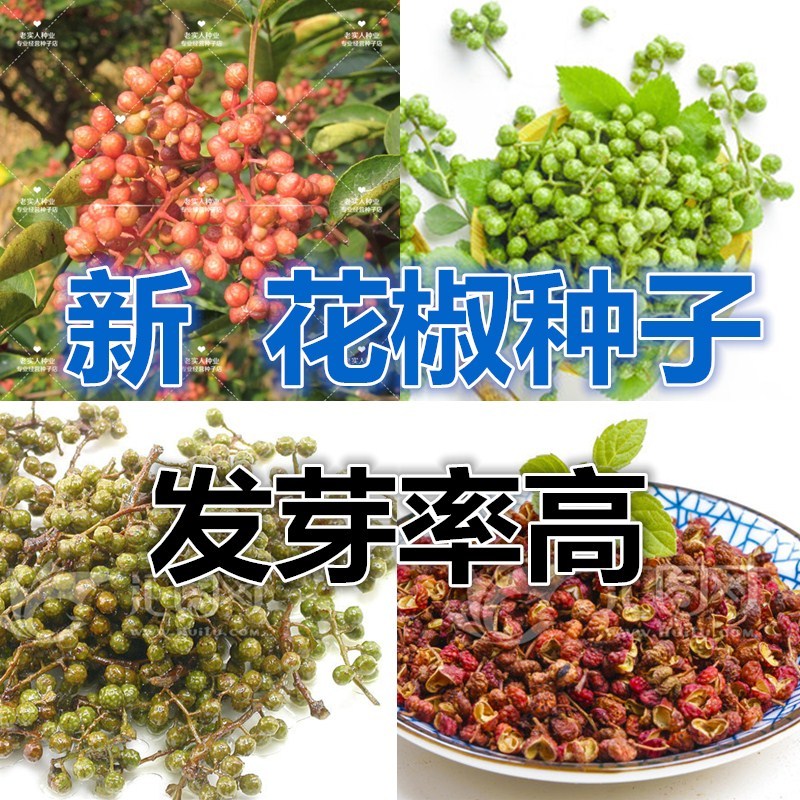 花椒种子山椒红椒麻椒大红袍花椒种子川花椒树刺篱笆