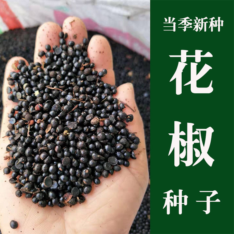 花椒种子山椒红椒麻椒大红袍花椒种子川花椒树刺篱笆