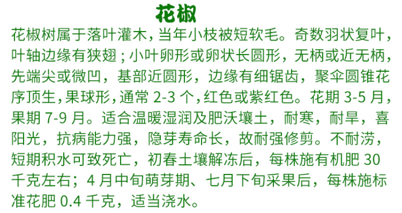 花椒种子山椒红椒麻椒大红袍花椒种子川花椒树刺篱笆