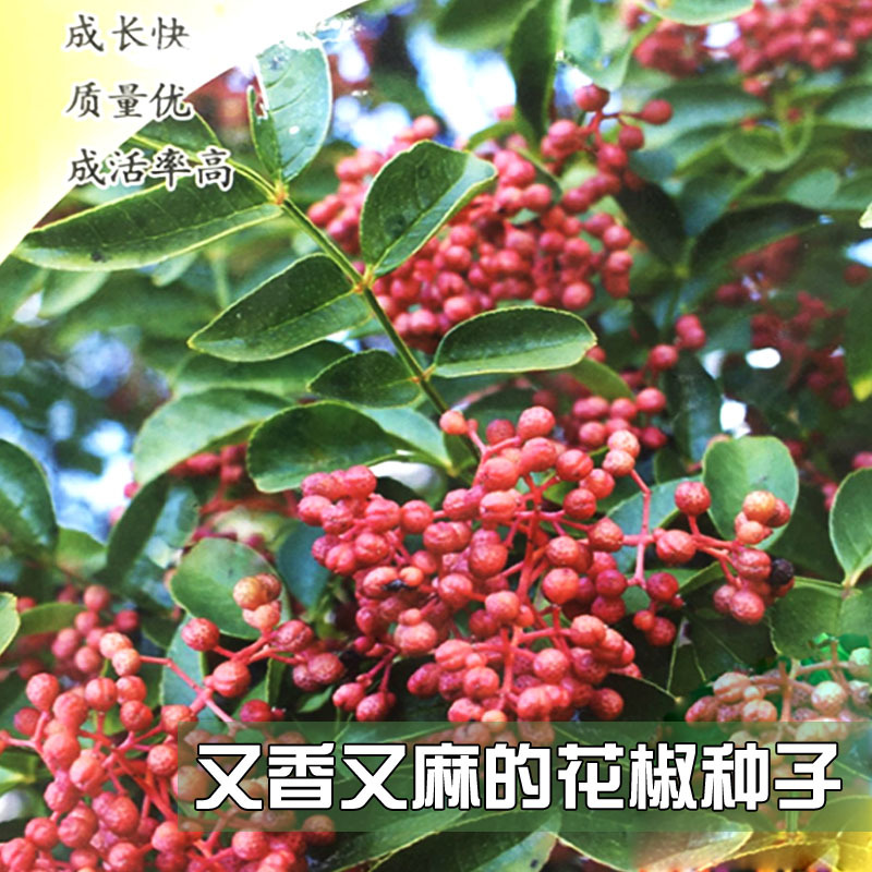 花椒种子山椒红椒麻椒大红袍花椒种子川花椒树刺篱笆