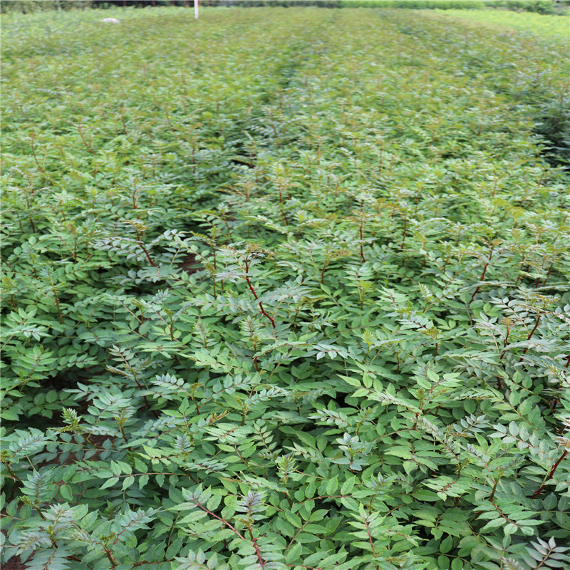 花椒种子山椒红椒麻椒大红袍花椒种子川花椒树刺篱笆