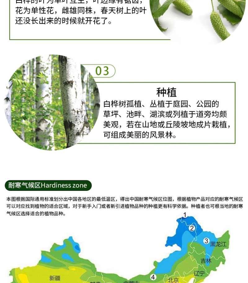 白桦树种子白桦种子粉桦桦皮树桦树种子桦木桦皮