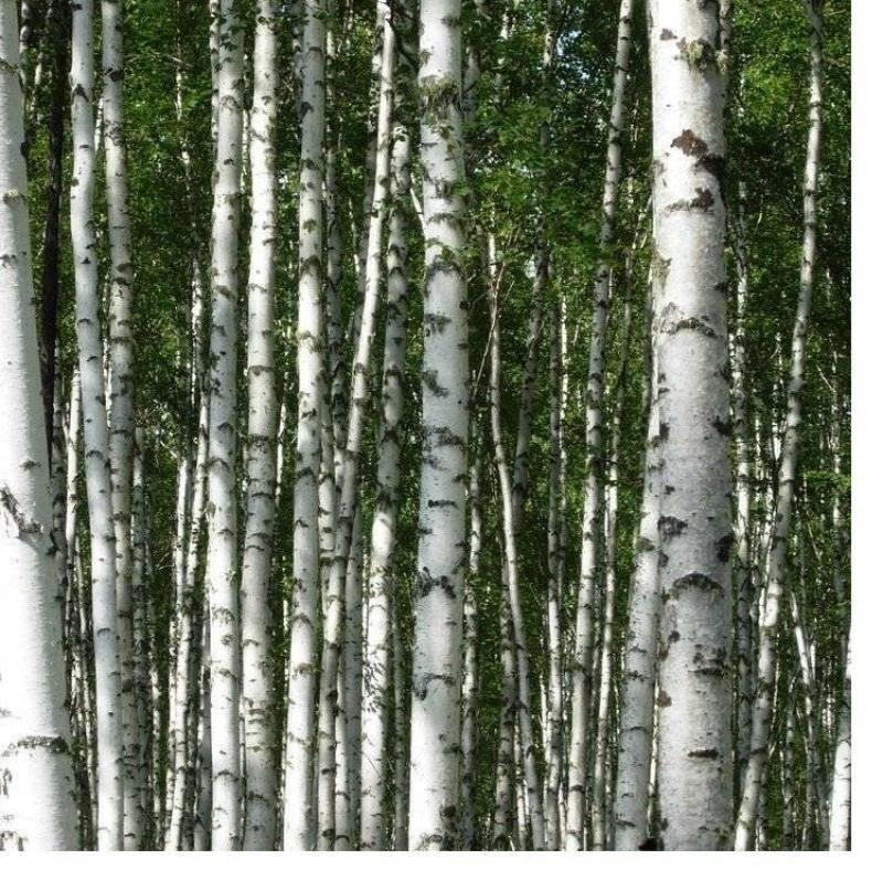 白桦树种子白桦种子粉桦桦皮树桦树种子桦木桦皮