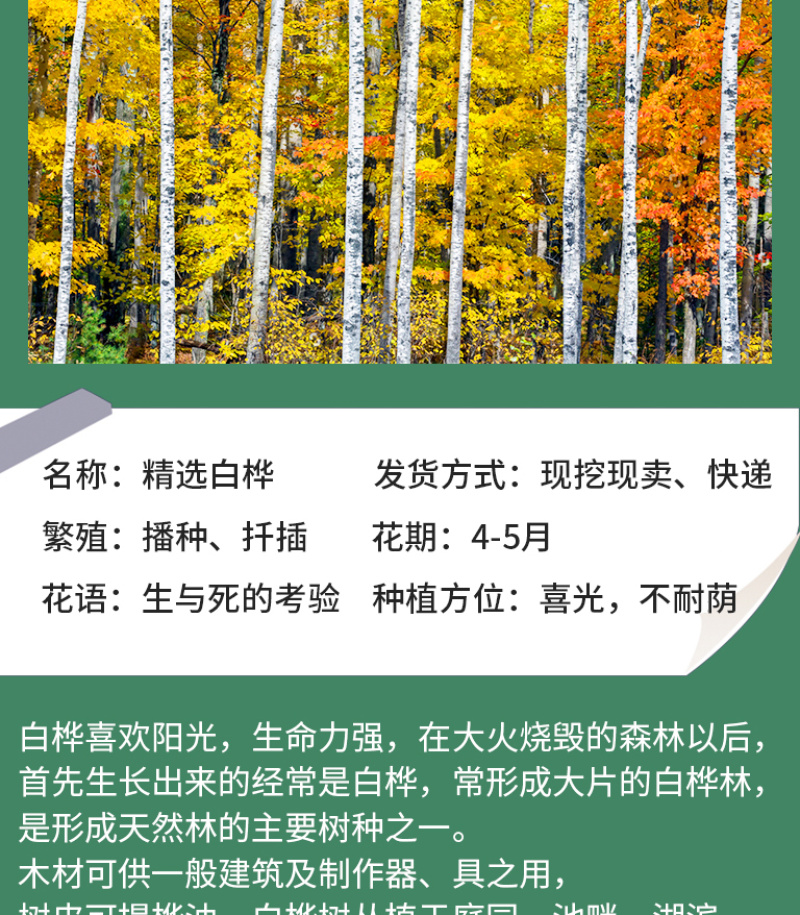 白桦树种子白桦种子粉桦桦皮树桦树种子桦木桦皮