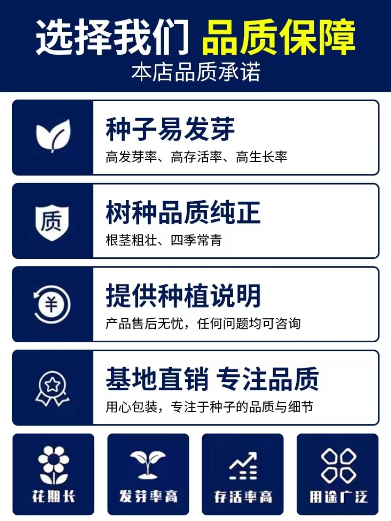 白桦树种子白桦种子粉桦桦皮树桦树种子桦木桦皮